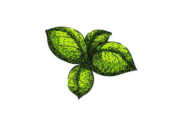 Download Basil Leaf Herb Spice Sketch Hand Drawn - Hand drawn Collection