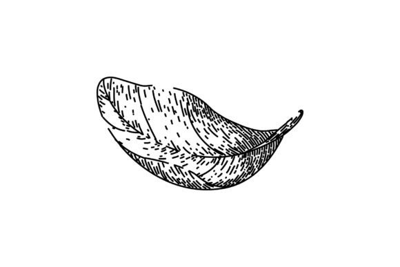 Download Basil Leaves Herb Sketch Hand Drawn - Hand drawn Collection