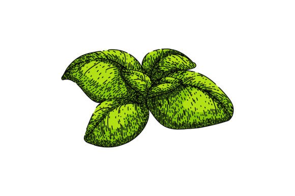 Download Basil Leaf Herb Fresh Sketch Hand Drawn - Hand drawn Collection