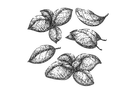 Download Basil Leaf Herb Set Sketch Hand Drawn - Hand drawn Collection