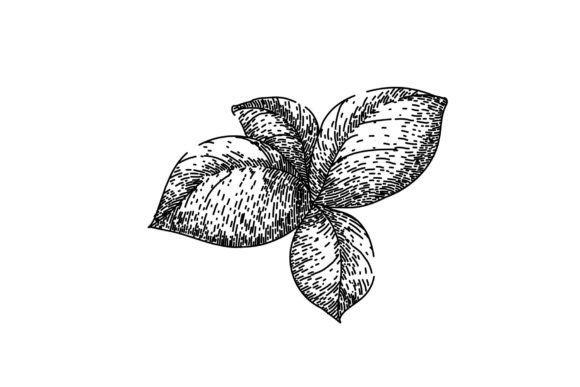 Download Basil Leaf Herb Spice Sketch Hand Drawn - Hand drawn Collection