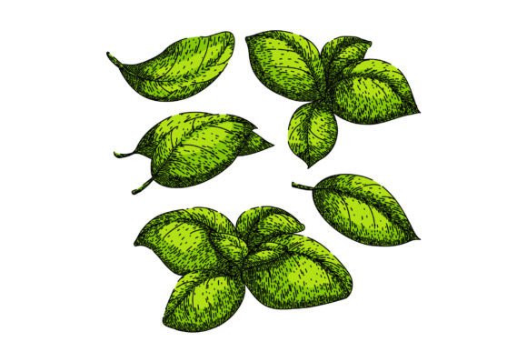 Download Basil Leaf Herb Set Sketch Hand Drawn - Hand drawn Collection