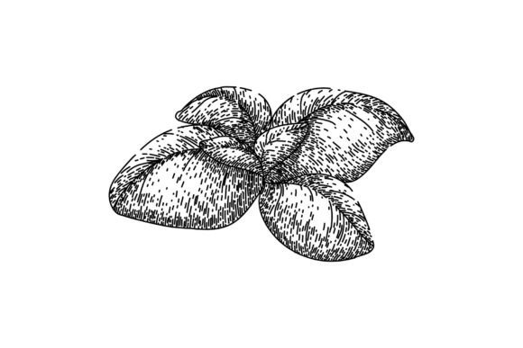 Download Basil Leaf Herb Fresh Sketch Hand Drawn - Hand drawn Collection